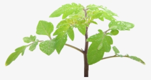 Tomato Leaf Png #1000054