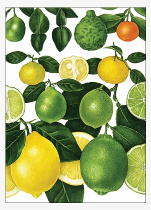 Lemons & Limes - Sweet Lemon #1000074