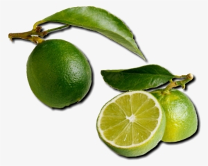 Limes Are Sold Green Yet They Turn Yellow If Left On - Florida Salt Scrubs, 12.1 Ounce, Key Lime #1000210