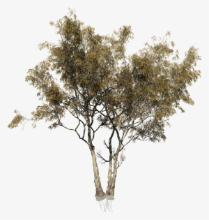 Red Gum Eucalyptus - Multi Trunk Tree Png #1000241