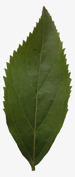 Ash Leaf Texture - Leaf #1002128