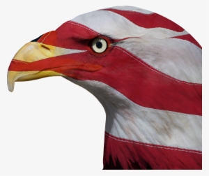 Usa, United States, Freedom, Bald Eagle, Patriotic - United States Of America #1002153
