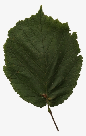 Hazel Leaf #1002225