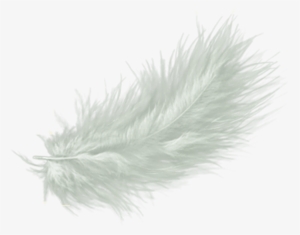 White Feather Drawing Clip Art - White Feather Png No Background #1002275