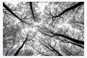 This Free Icons Png Design Of Trees Without Leaves #1002296