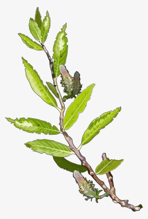 Archivo - Sauce - Algas Marinas En Png #1002709