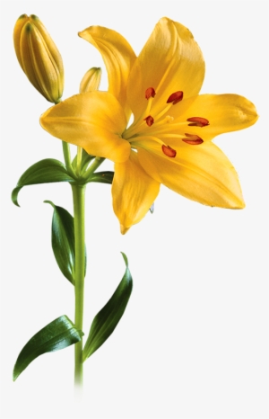 Lily Png Picture - Yellow Lily Png #1003061