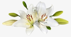 Easter Lily Png - Lily Png Transparent #1003133
