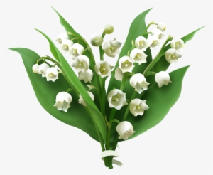 Lily Of The Valley Png Picture - Lily Of The Valley Png #1003157