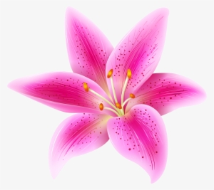 Pink Lily High Quality Png - Lily Flower Clipart #1003159