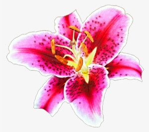 Stargazer Lily Clipart #1003164