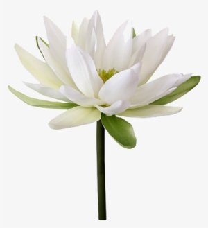 Water Lily Png Transparent Image - Water Lily Flower Png #1003220