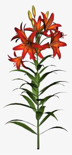 Easter Lily Clipart - Tiger Lily Flower And Stem #1003222
