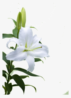 This Product Design Is Hd Lily Flower Free Illustration - Lily #1003271