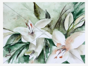 Postcard Ossenberg - Lily Family #1003369