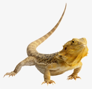 Lizard Png #1003397