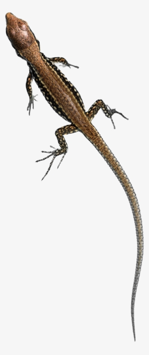 Free Png Lizard Free Png Png Images Transparent - Lizard Png #1003466