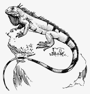 Lizard Line Drawing At Getdrawings - Iguana Drawing #1003510