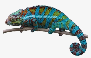 Chameleon Photo - Lizard Transparent Background #1003550