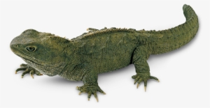 Facts About Lizards What - Tuatara Lizards #1003566