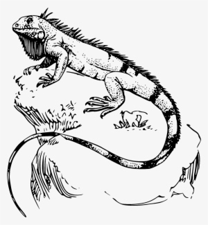 Green Iguana Reptile Transprent - Iguana Drawing #1003567