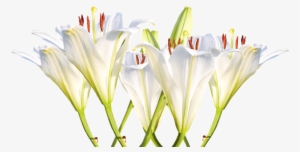 White Lily Png - Lirios Brancos Png #1003570