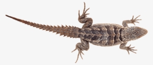 Free Png Lizard Png Pics Png Images Transparent - Chameleon Legs #1003585