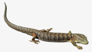 Lizard Png - Alligator Lizard Transparent Background #1003672