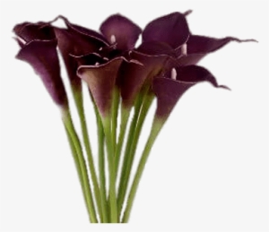 Purple Calla Lilies - Calla Lilies Purple #1003784
