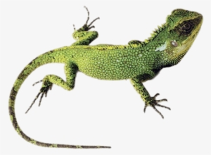 Green Lizard - Jungle Lizard #1003858
