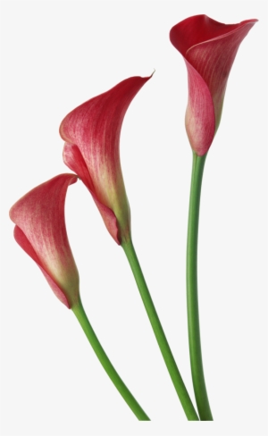 Red Transparent Calla Lilies Flowers Clipart - Red Calla Lily Flower ...