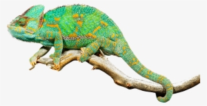 Living Museum Exclusively Featuring Reptiles, Amphibians - Imagenes De Reptiles Png #1004058