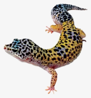 Leopard Lizard Clipart Pencil - Leopard Gecko Transparent Background #1004078