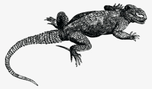 , , - Dragon Lizard Black And White #1004123