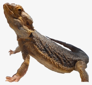 Lizard - Common Chameleon #1004166