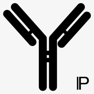 Antibody Clipart Black And White #1004213