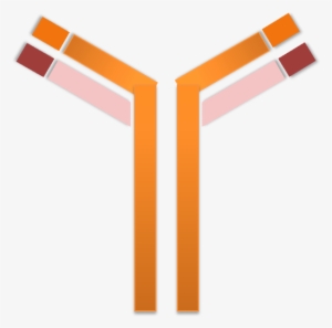 Banner Free Germ Clipart Antibody - Antibody Png #1004215