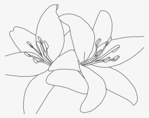 Tiger Lilies Drawing At Getdrawings - Tiger Lily Clip Art #1004303