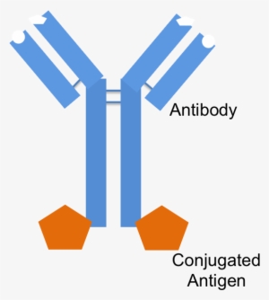 An Antibody With An Antigen Conjugated To The Fc Portion - Antibody #1004329