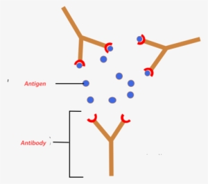 Antigen/antibody Interaction - Antibody Antigen #1004350
