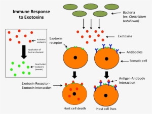 Immune Response To Exotoxins - Difference Between Toxin And Toxoid #1004379