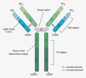 Guide To The Structure And Classification Of Antibodies - Constant ...