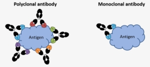 Image Of Monoclonal And Polyclonal Antibodies - Think And Grow Rich Rectangle Magnet #1004440