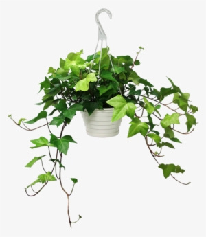 Algerian Ivy #1004443 Algerian Ivy #1004443