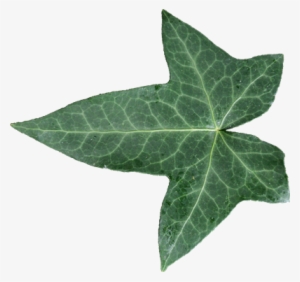 Mainpicture - Leaf #1004466