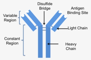Image - Antibody Labeled #1004488