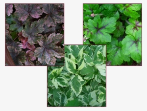 Bicolour Foliage Resize - Autumn Leaf Color #1004559