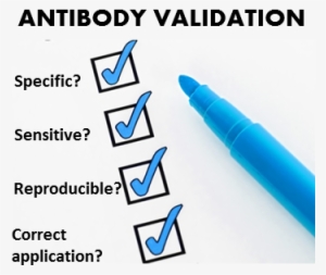 An Internet Search For Antibody Validation Provides - Checklist #1004688