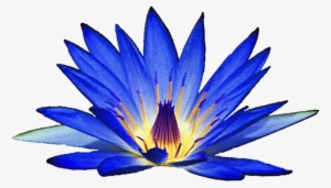 Lilies Clipart Waterlilly - Blue Water Lily Clipart #1004750