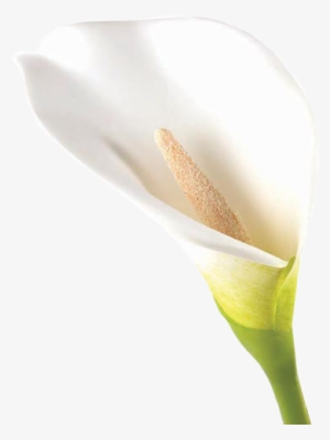 Calla Lily - Arum-lily #1004772